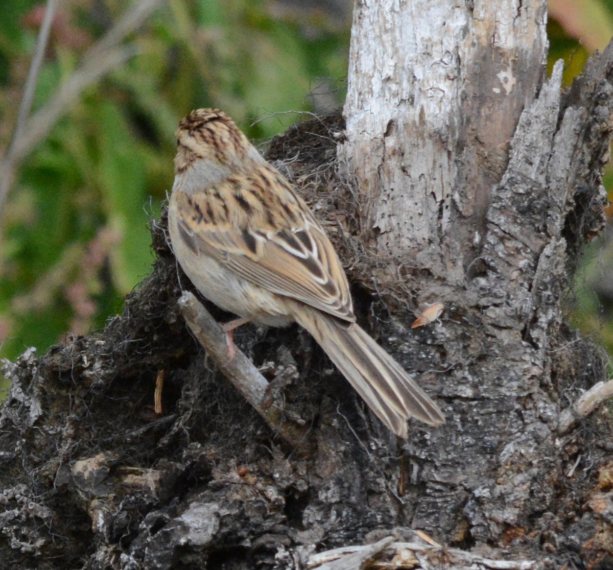 Clay-colored Sparrow - Tim Johnson