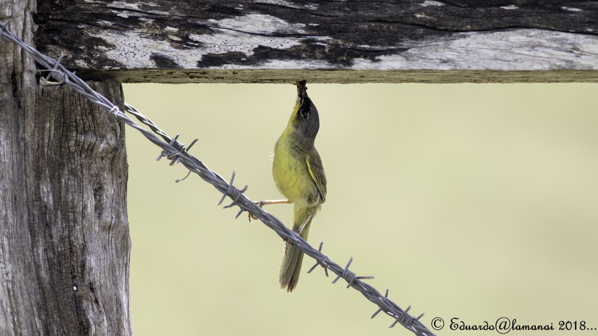 Gray-crowned Yellowthroat - ML116948871