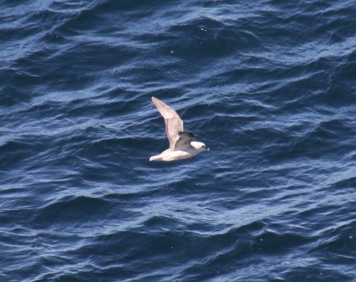 buřňák lední - ML116949401