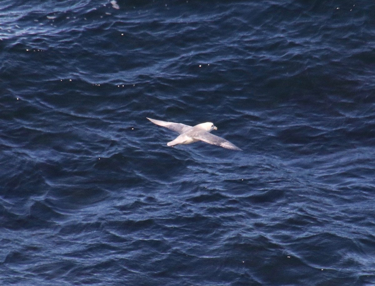 buřňák lední - ML116949411