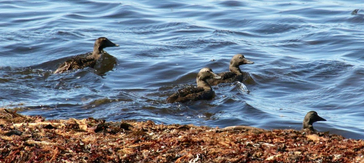 kajka mořská - ML116949661