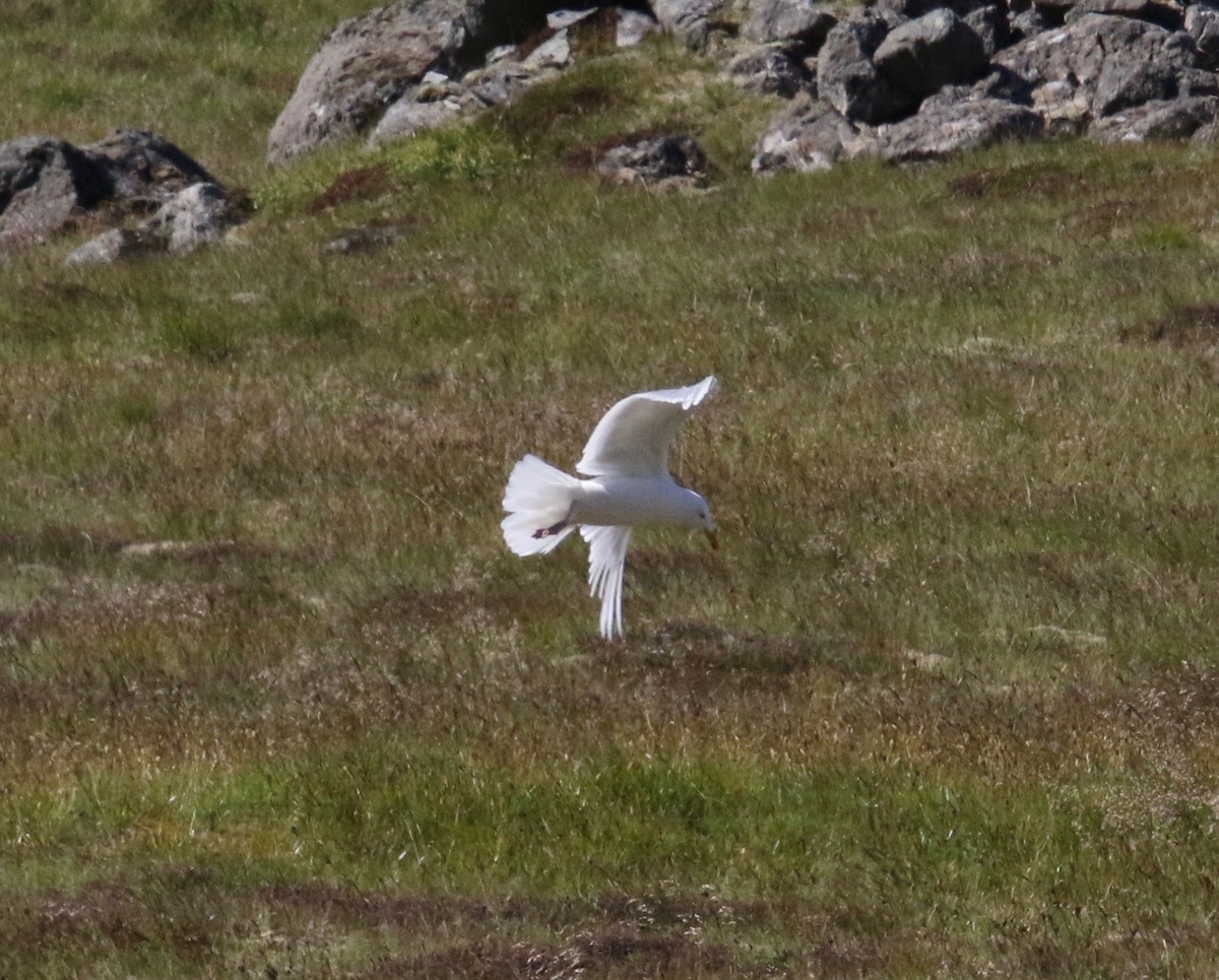 racek šedý - ML116949731