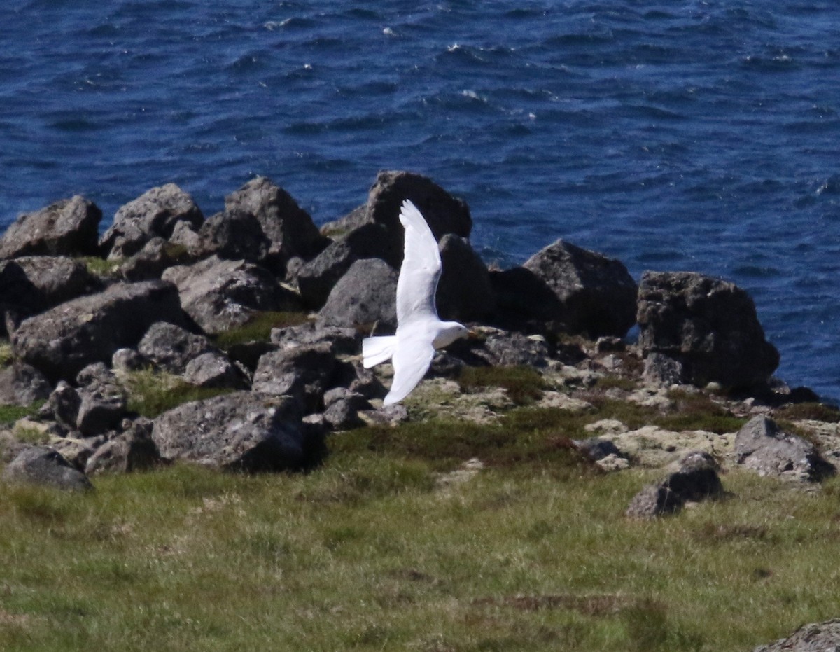 racek šedý - ML116949751