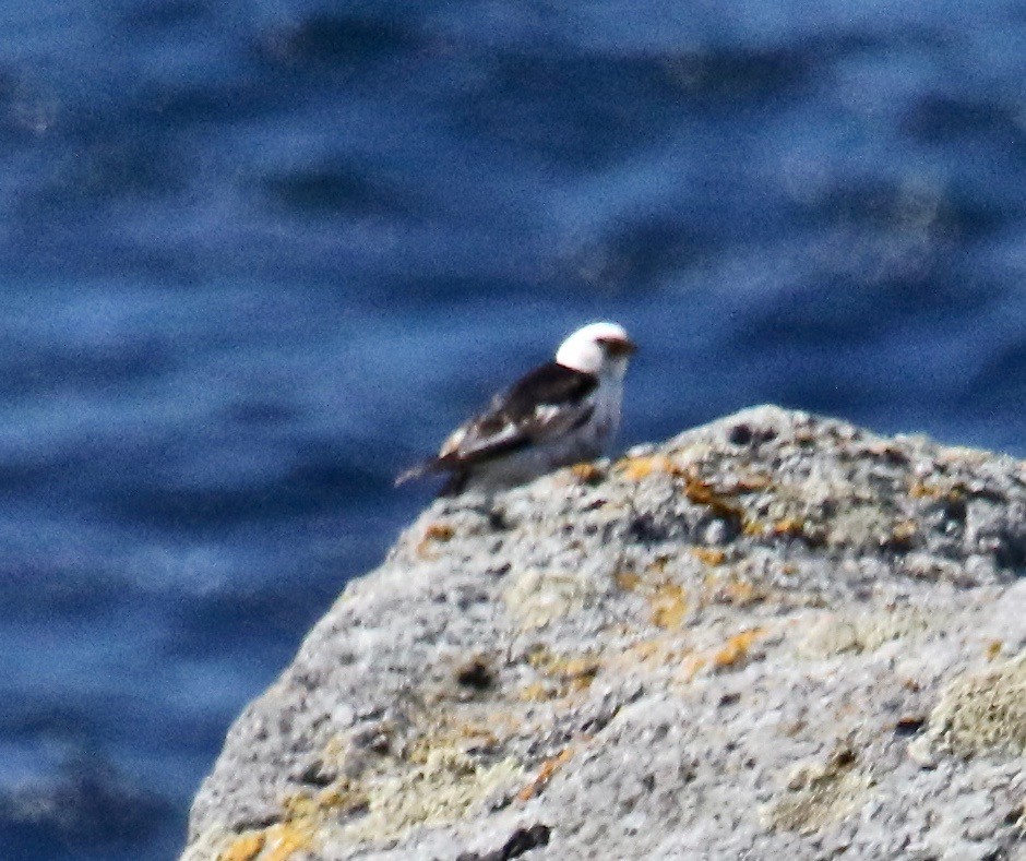 sněhule severní - ML116949861