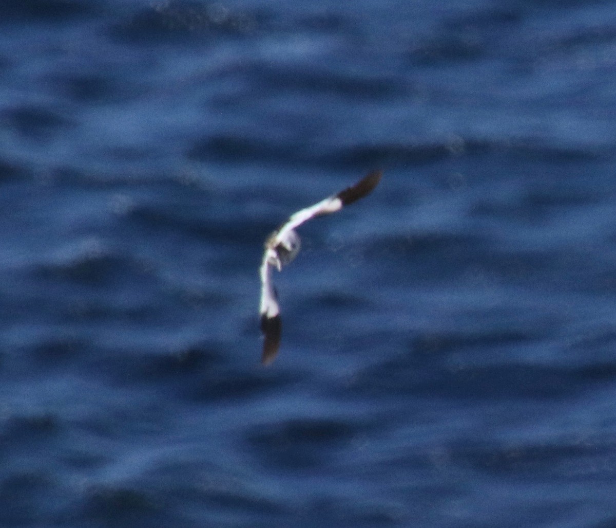 sněhule severní - ML116949881