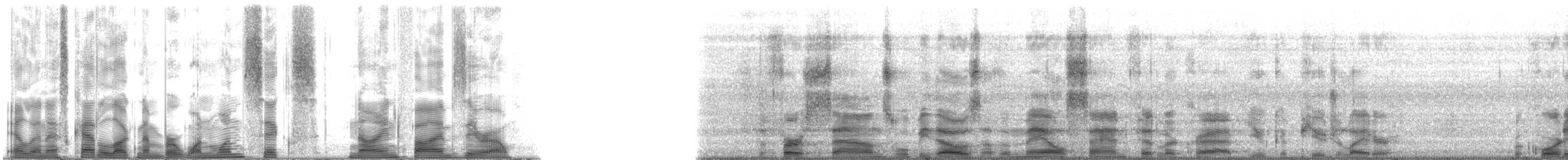 Atlantic sand fiddler - ML116950