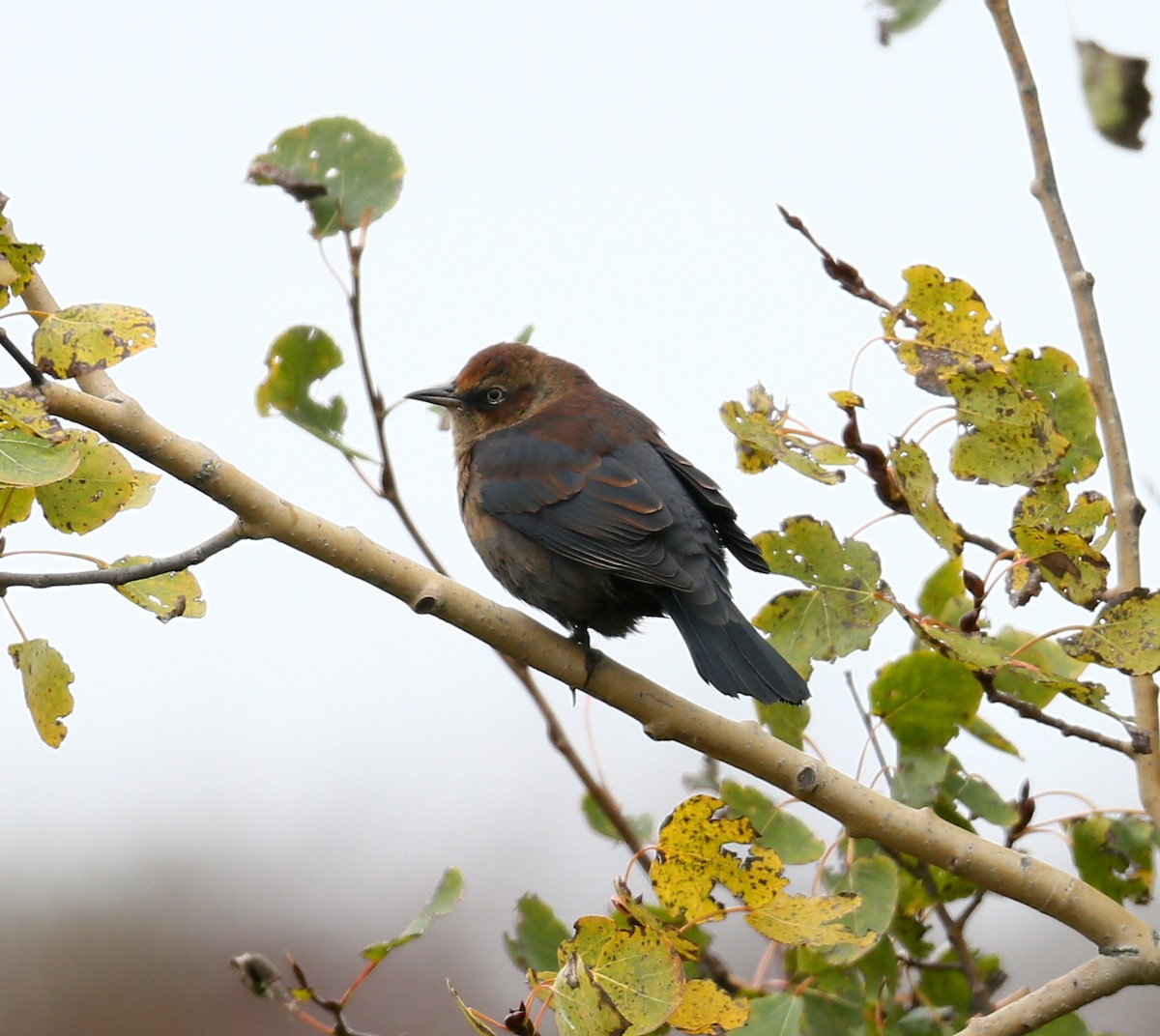 Rusty Blackbird - ML116951331