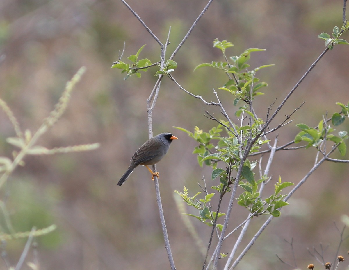 Gray-winged Inca-Finch - Rohan van Twest