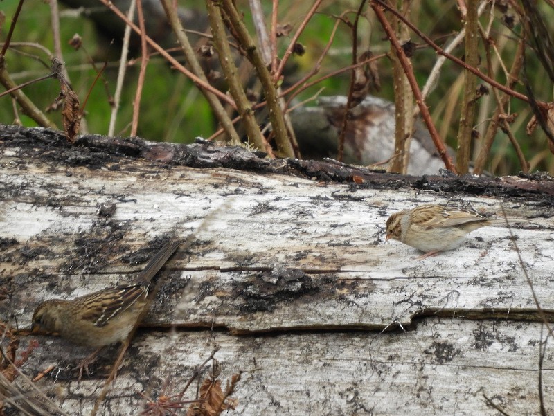 Clay-colored Sparrow - Jeff Harding