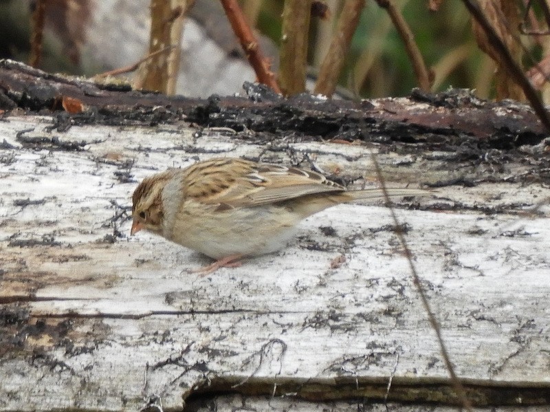 Clay-colored Sparrow - Jeff Harding