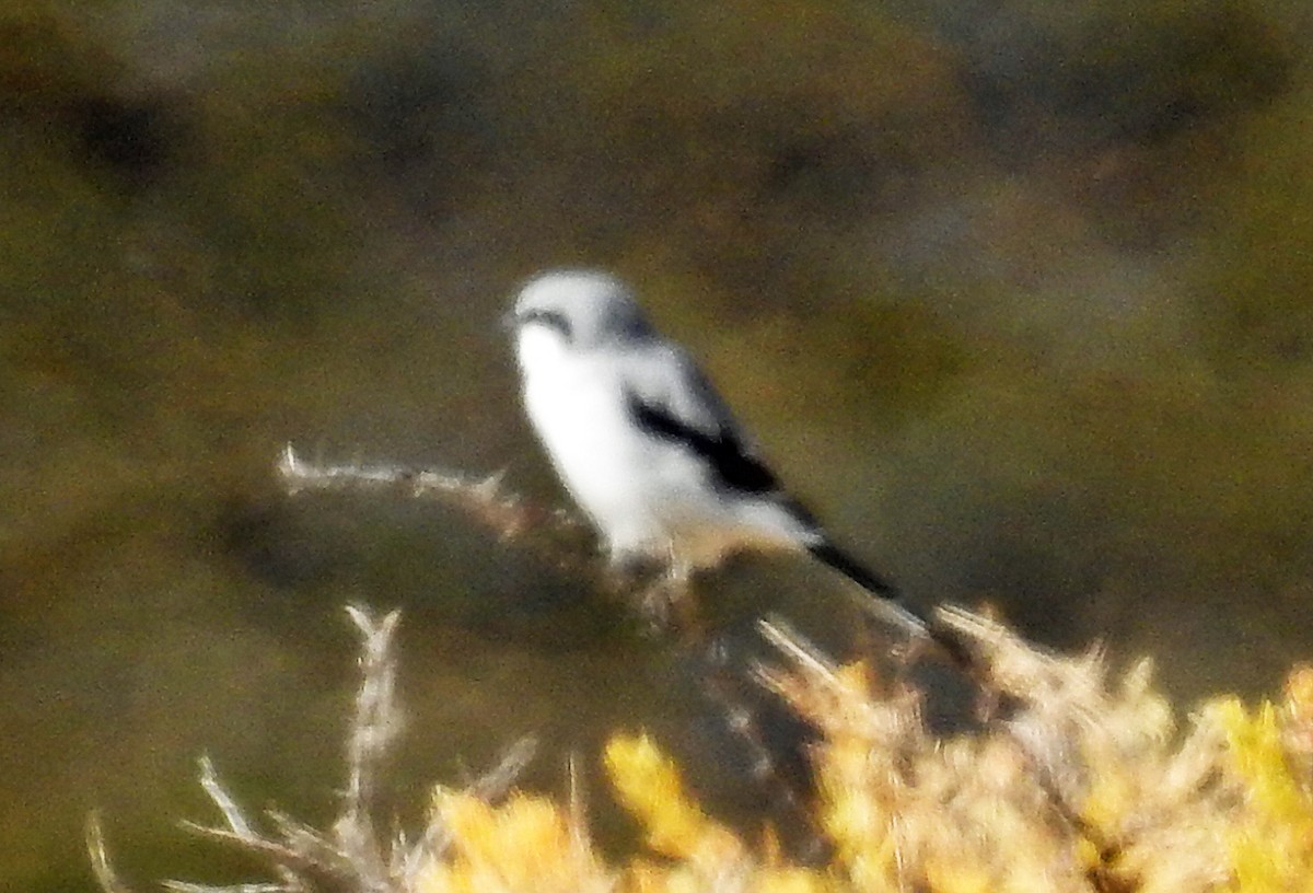 Loggerhead Shrike - Jim Scott