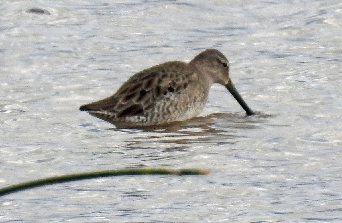 Long-billed Dowitcher - ML116956901