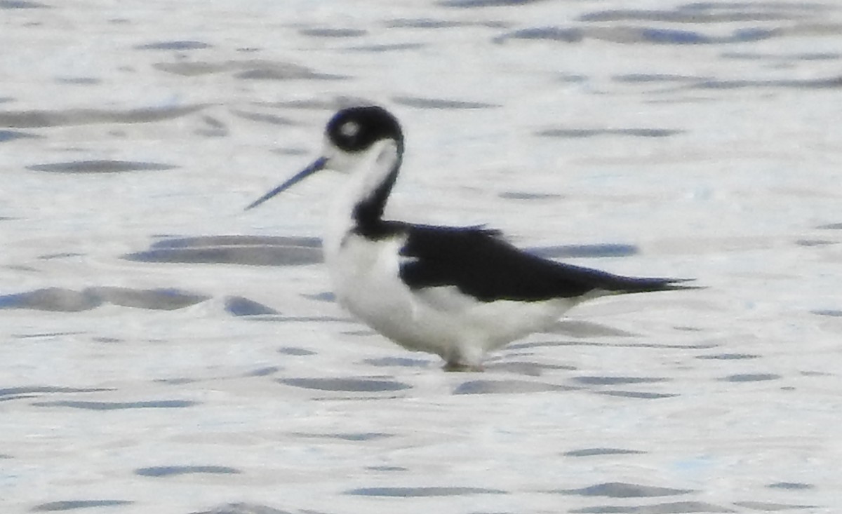 Black-necked Stilt (Black-necked) - ML116958001