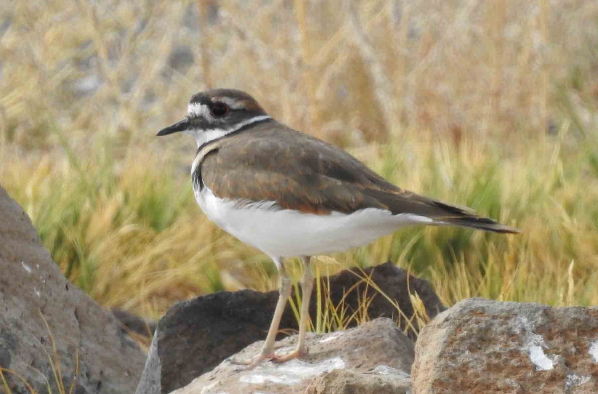 Killdeer - ML116960521