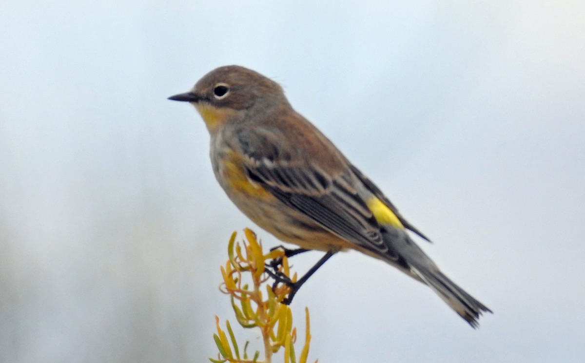 Yellow-rumped Warbler - ML116961011