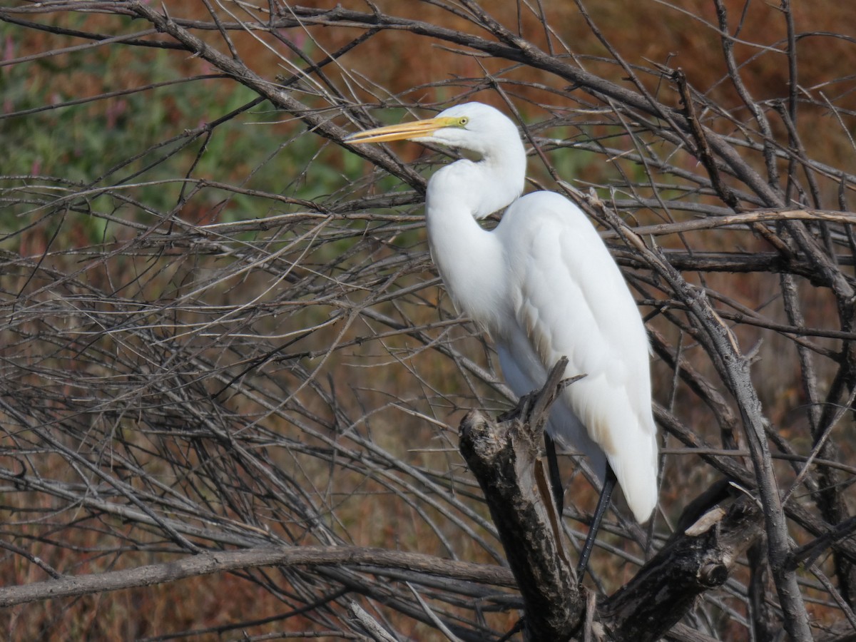 Great Egret - Barry Mast