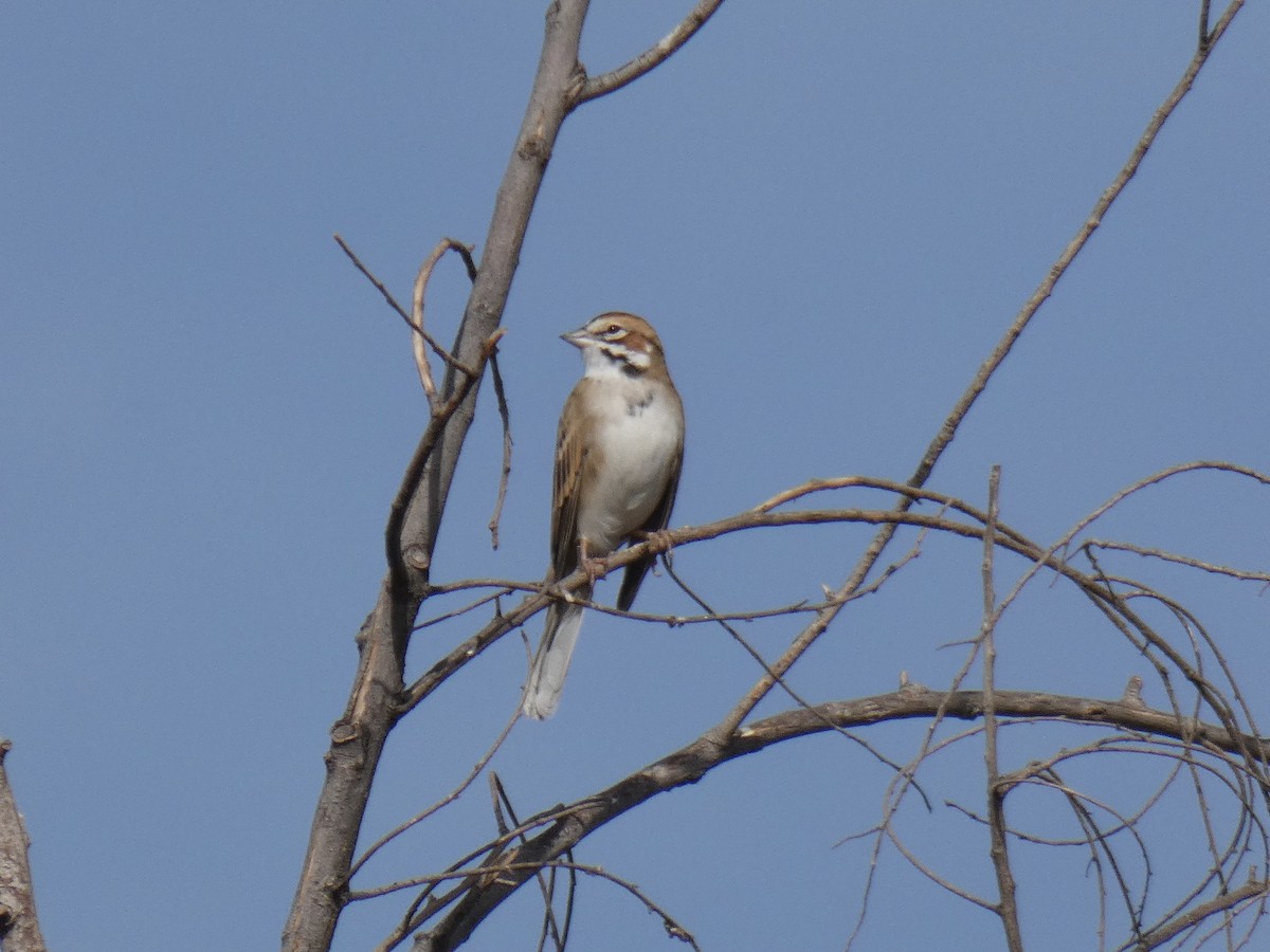 Lark Sparrow - Barry Mast