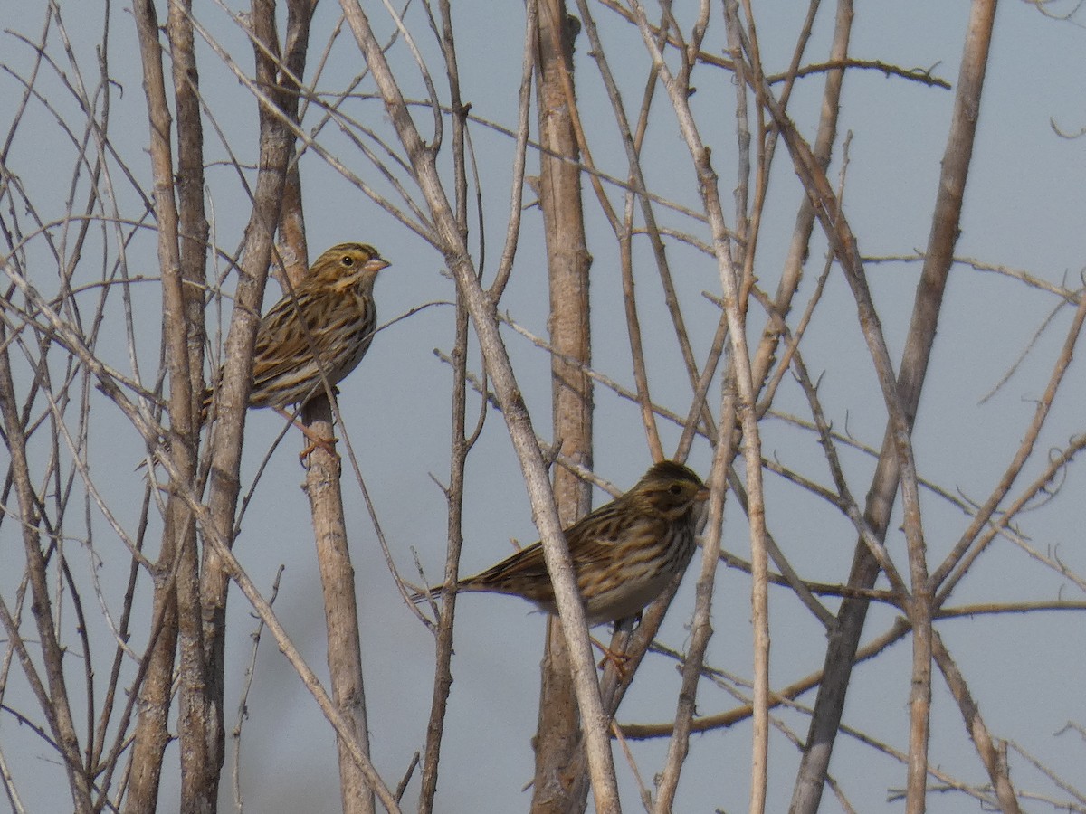 Savannah Sparrow - Barry Mast