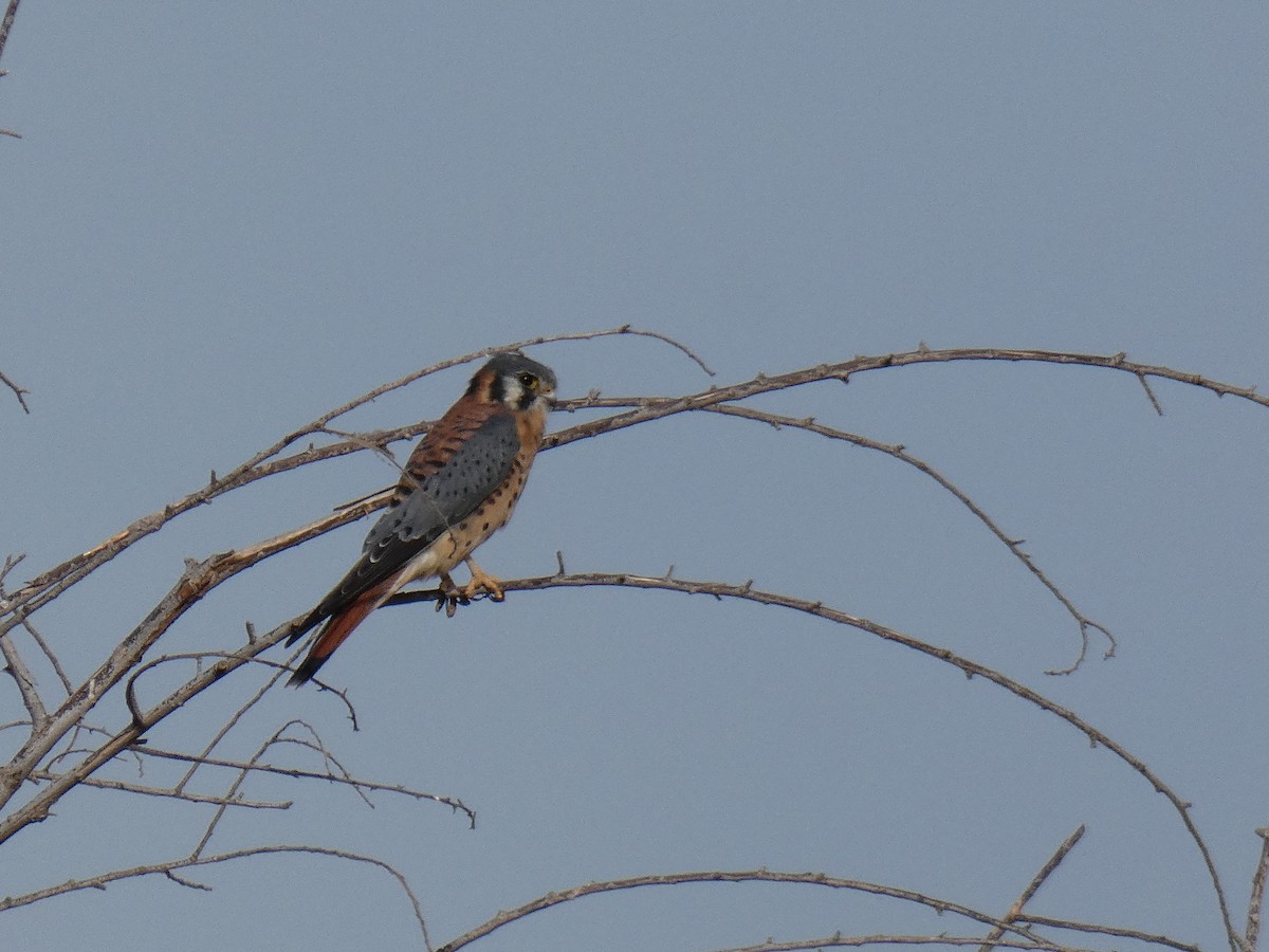 American Kestrel - Barry Mast