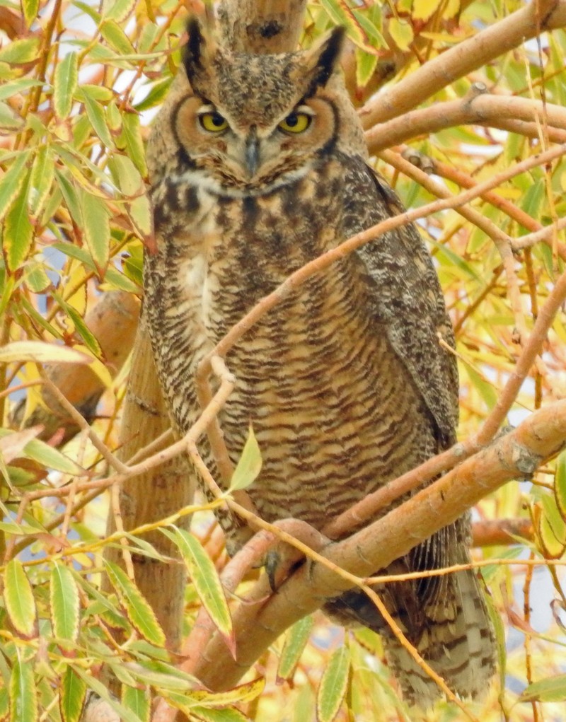 Great Horned Owl - ML116963231