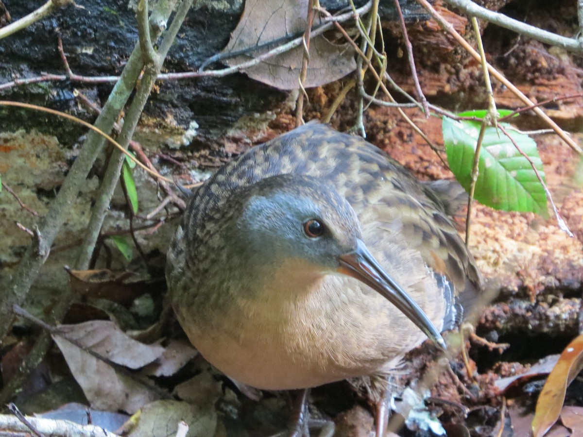 Virginia Rail - ML116965511