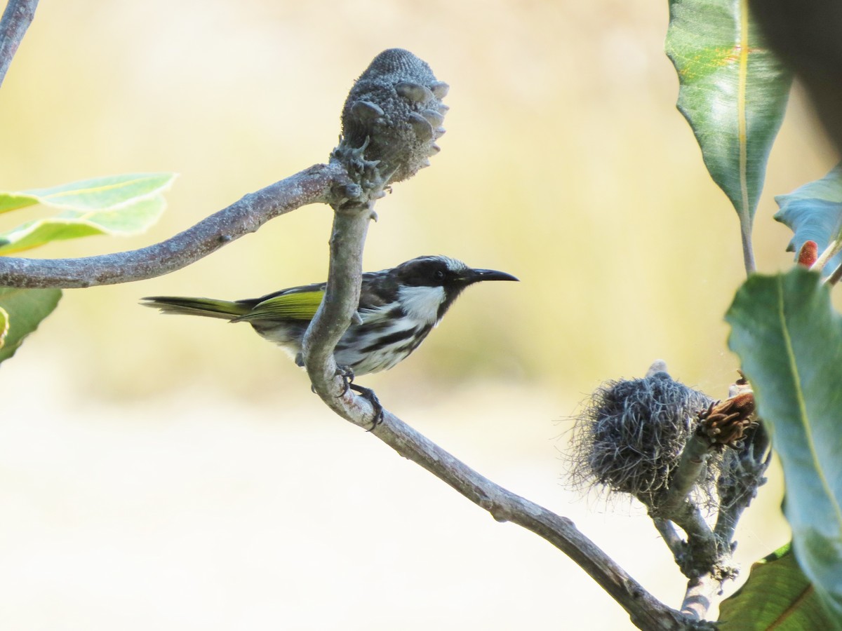 White-cheeked Honeyeater - Glenda Fitzpatrick