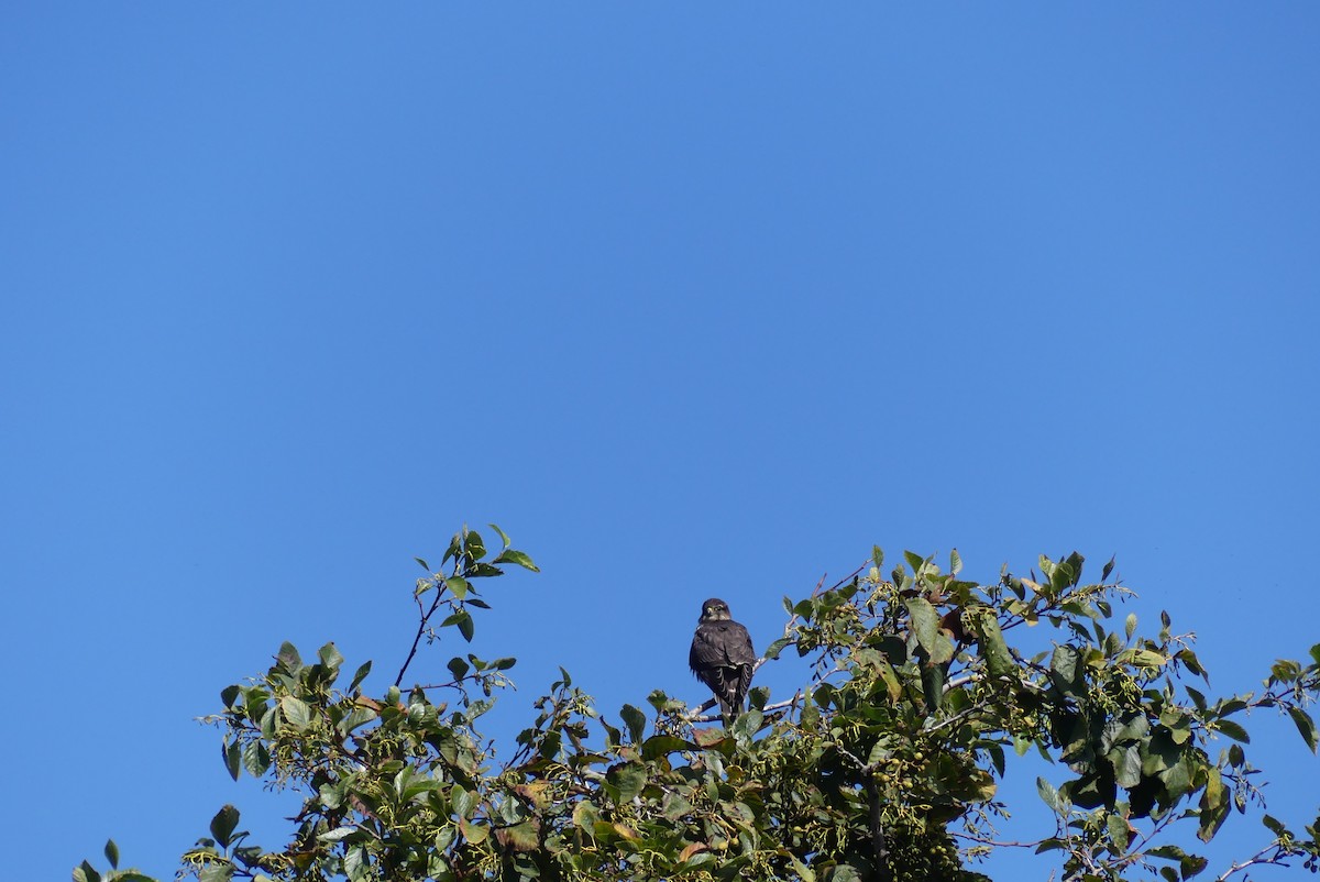 Faucon émerillon (columbarius) - ML116968821