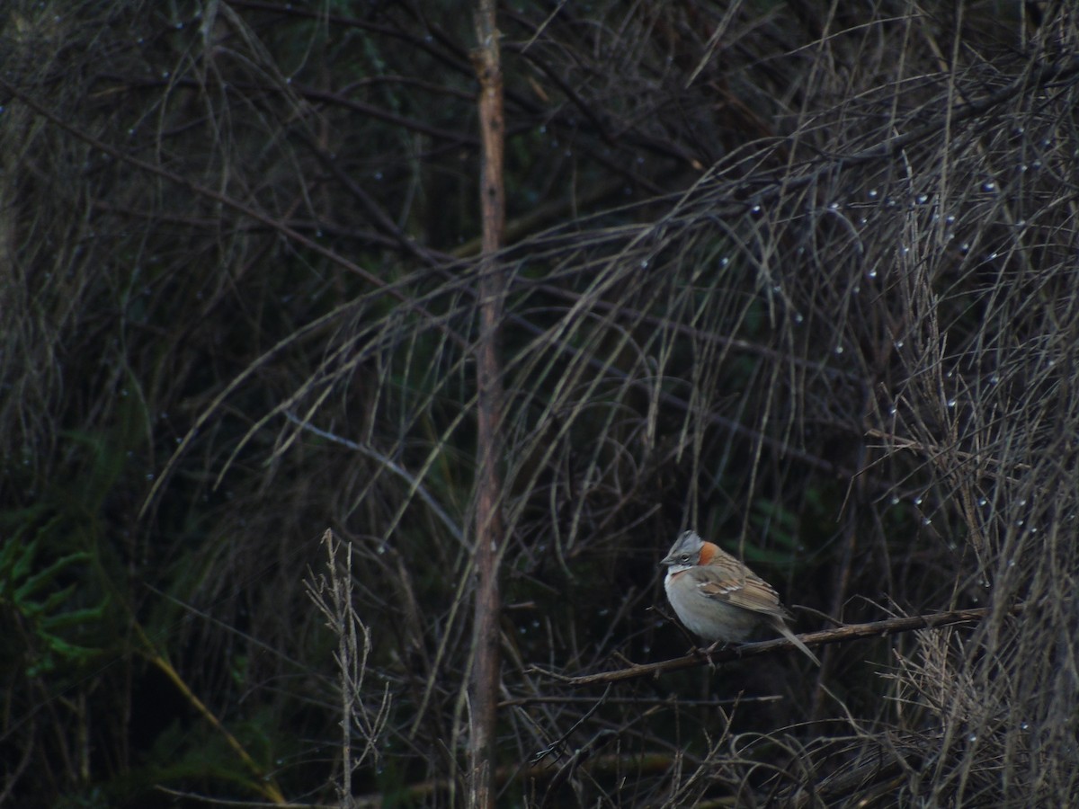 Rufous-collared Sparrow - ML116971781