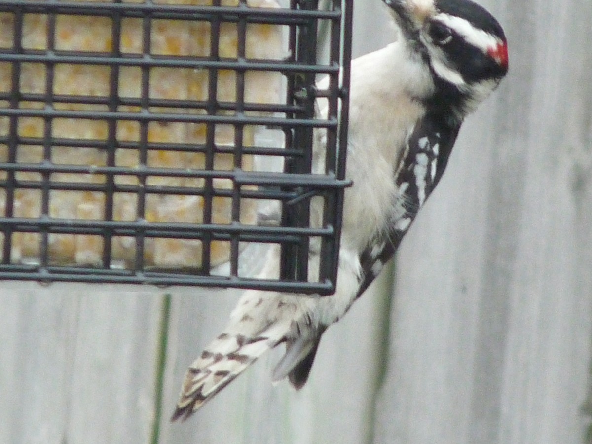 Downy/Hairy Woodpecker - ML116972071