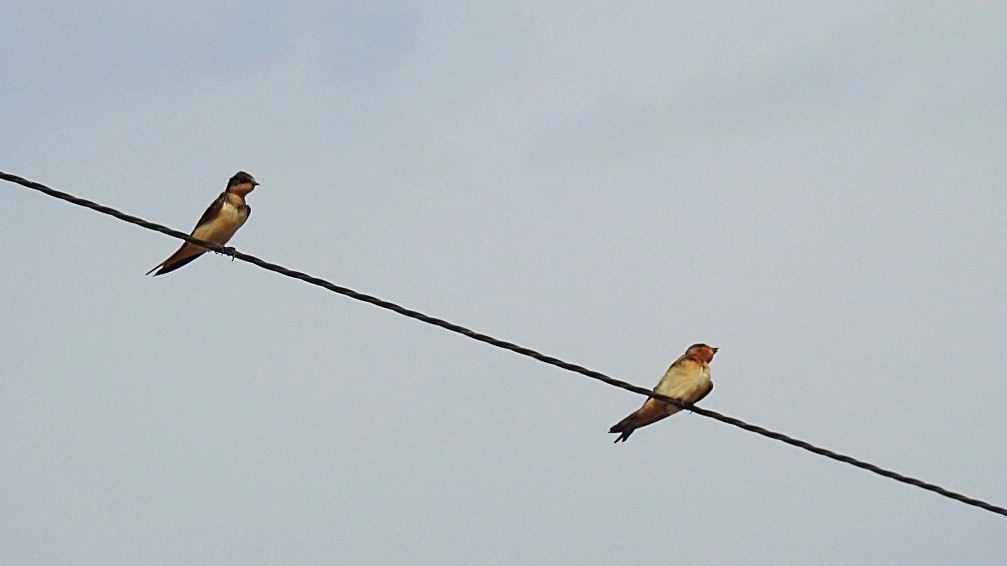 Barn Swallow - ML116972211