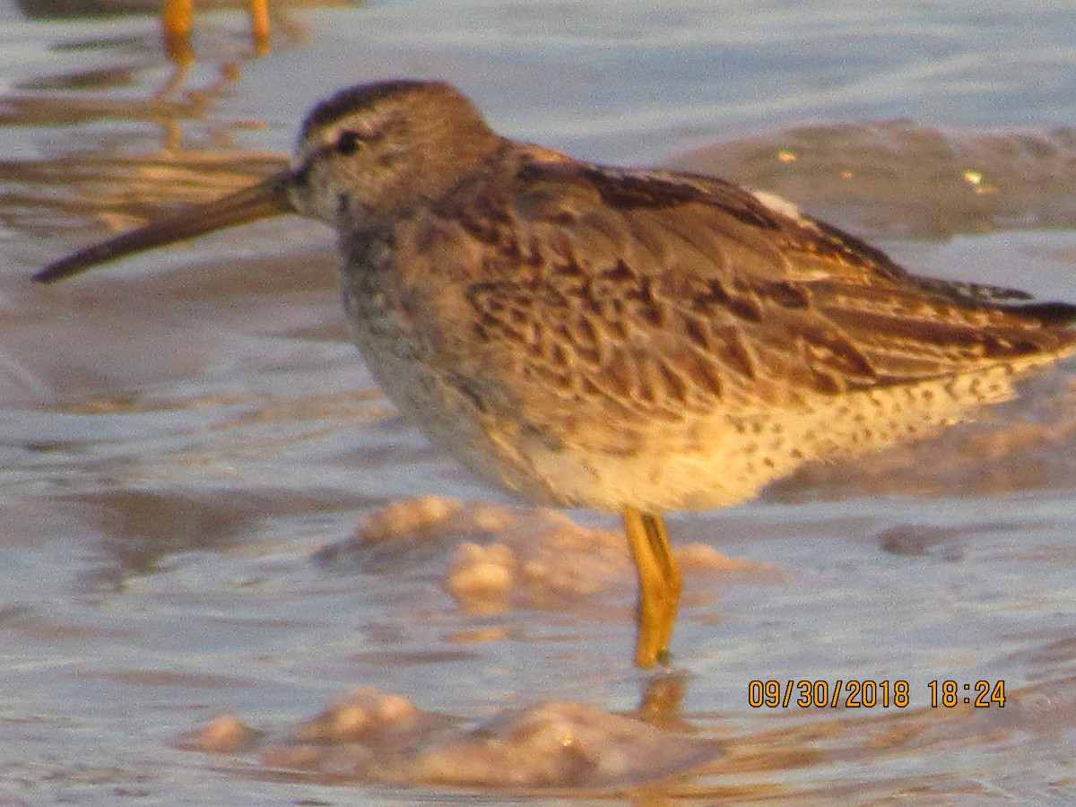 Short-billed/Long-billed Dowitcher - ML116972401