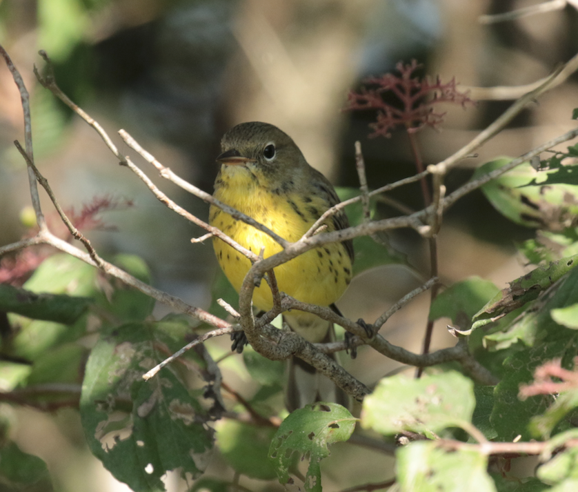 Kirtland's Warbler - ML116972971