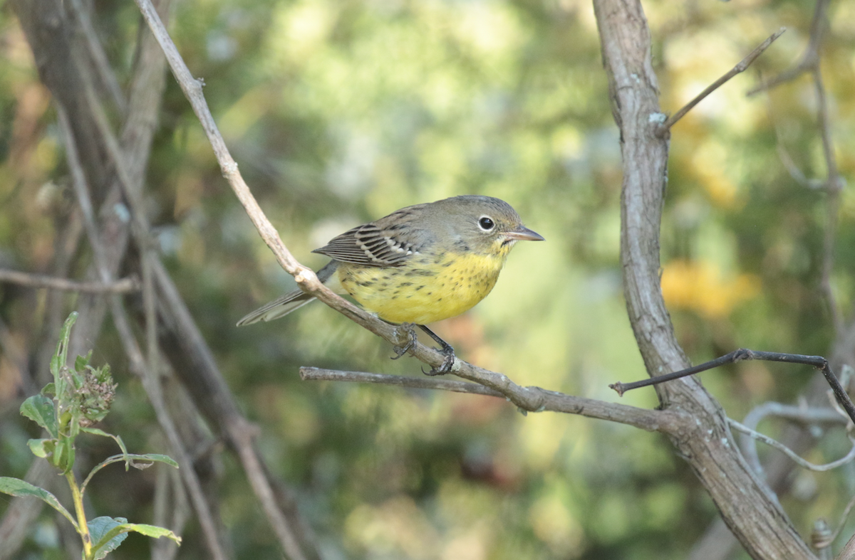 Kirtland's Warbler - ML116973011