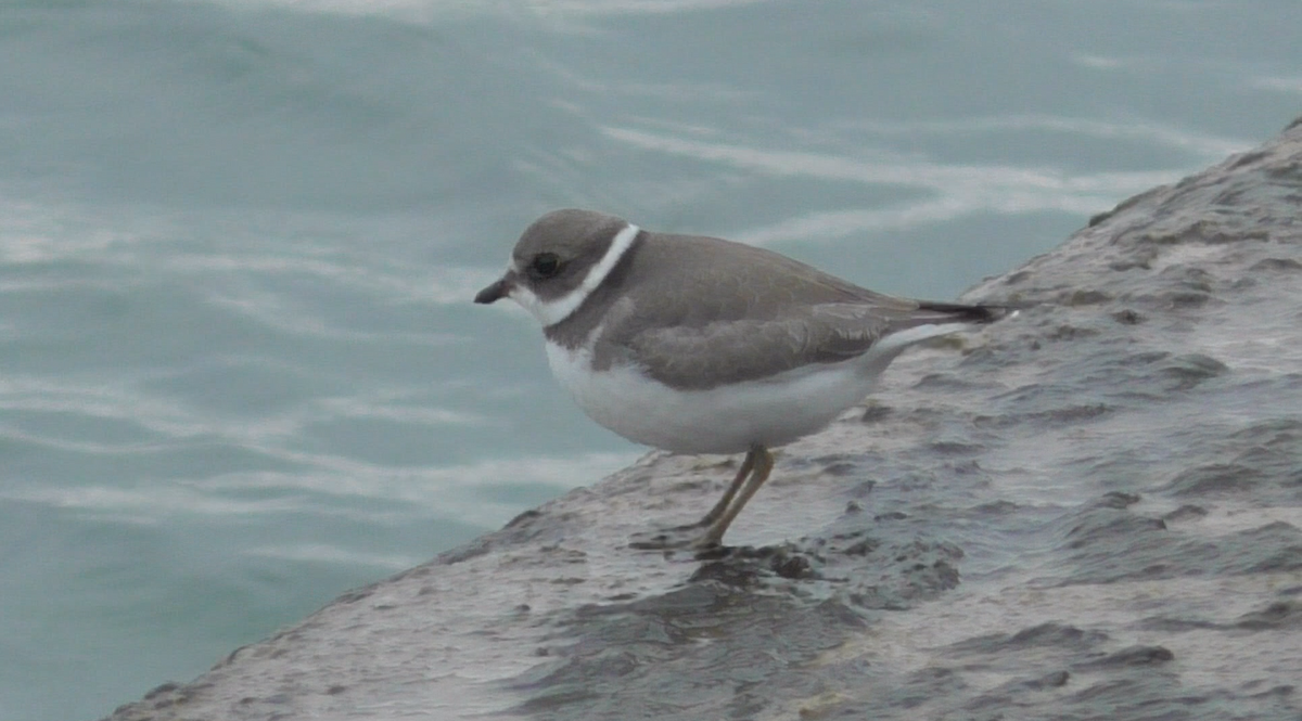 Semipalmated Plover - Annie Aguirre