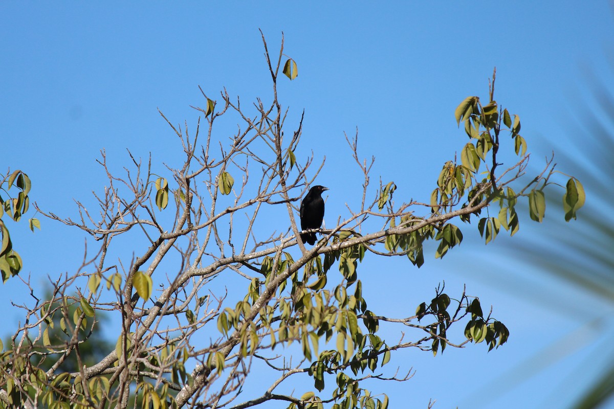 Bronzed Cowbird - ML116974641