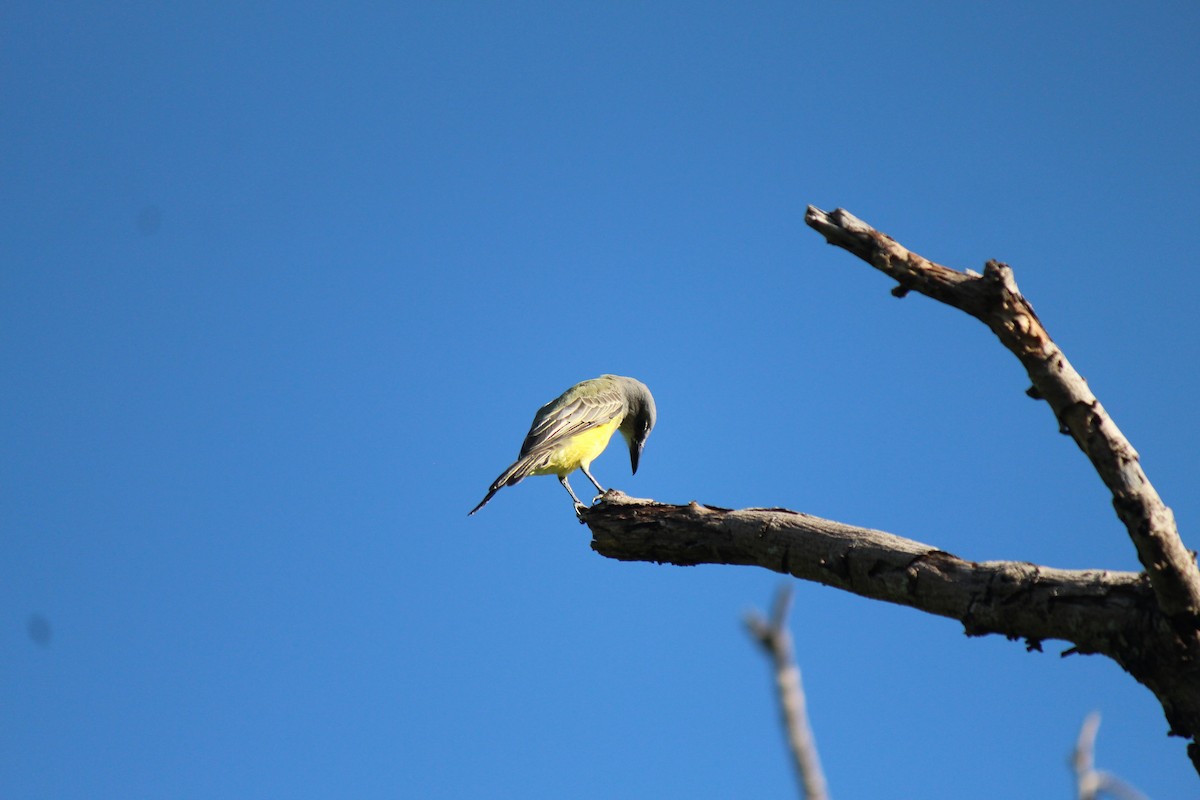 Couch's Kingbird - ML116974691