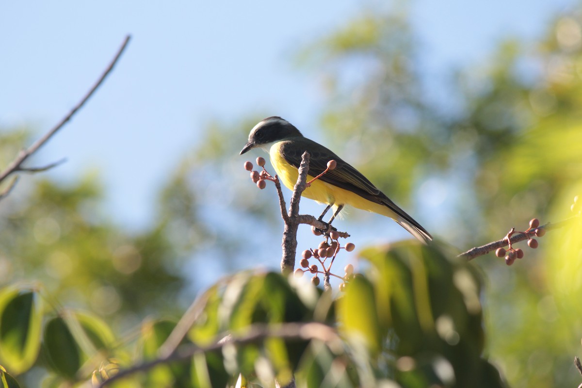 Social Flycatcher - ML116974831