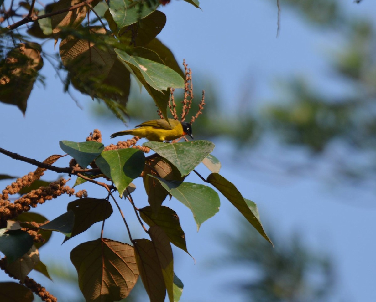 Flame-throated Bulbul - ML116974961