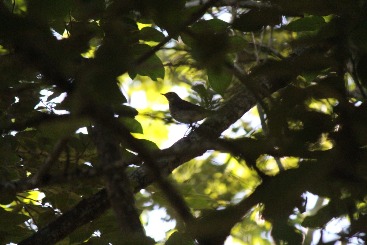 Swainson's Thrush - ML116975171