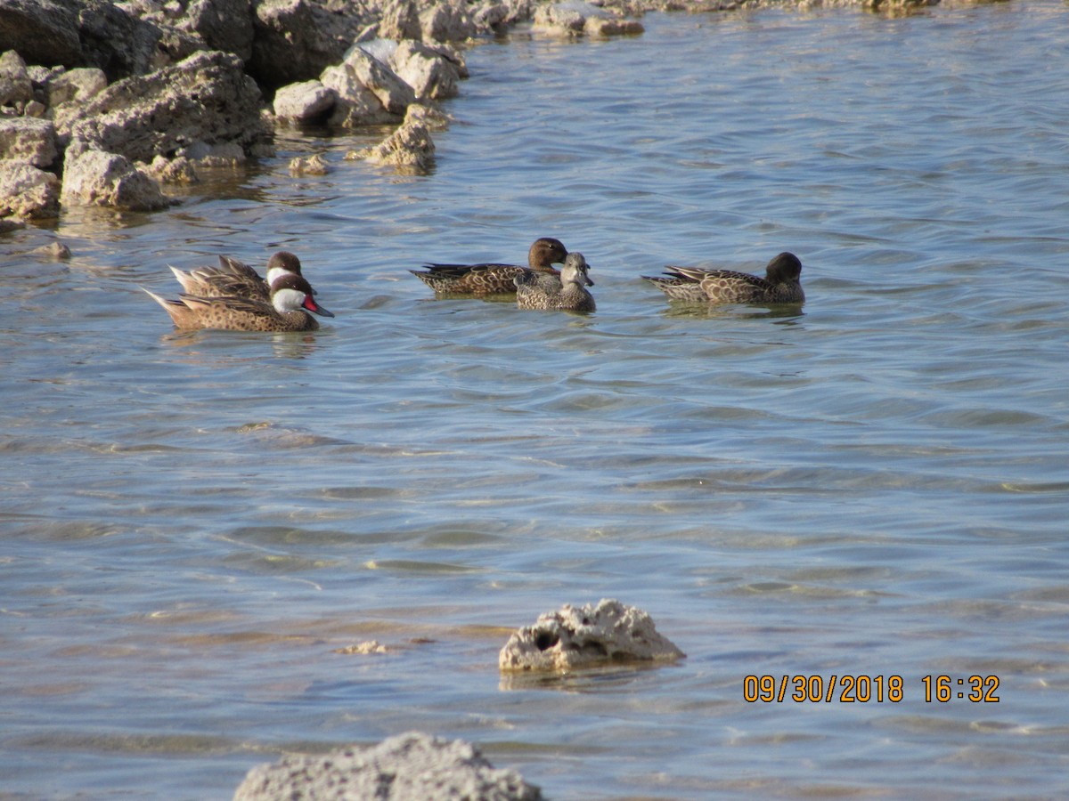 Blue-winged Teal - ML116976331