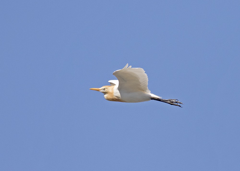 Eastern Cattle Egret - ML116982821