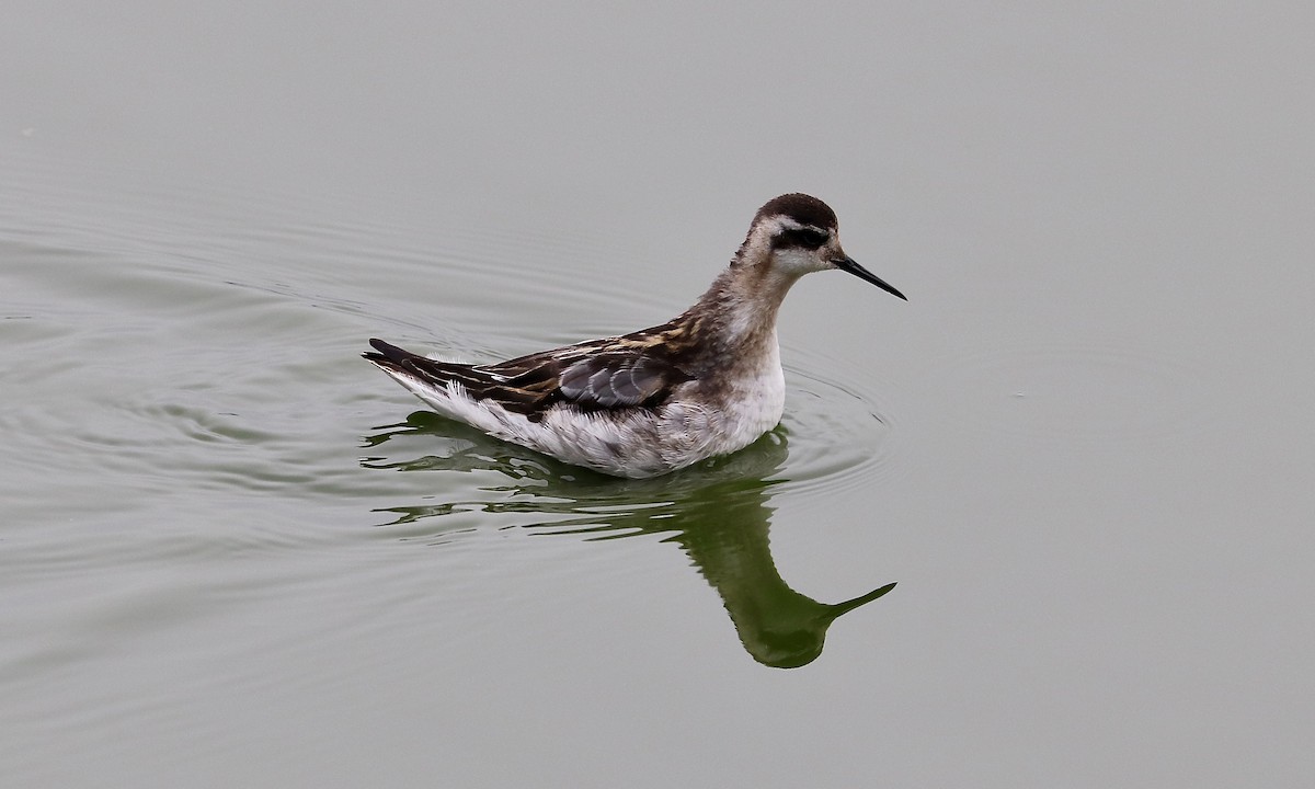 Phalarope à bec étroit - ML116982961