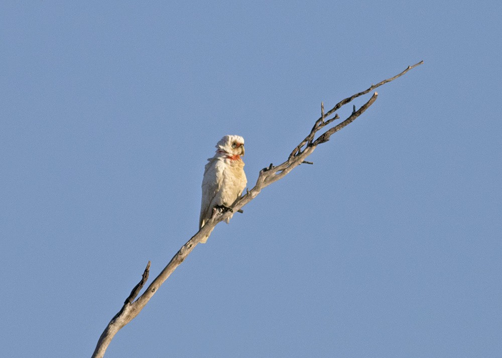 Long-billed Corella - ML116983011