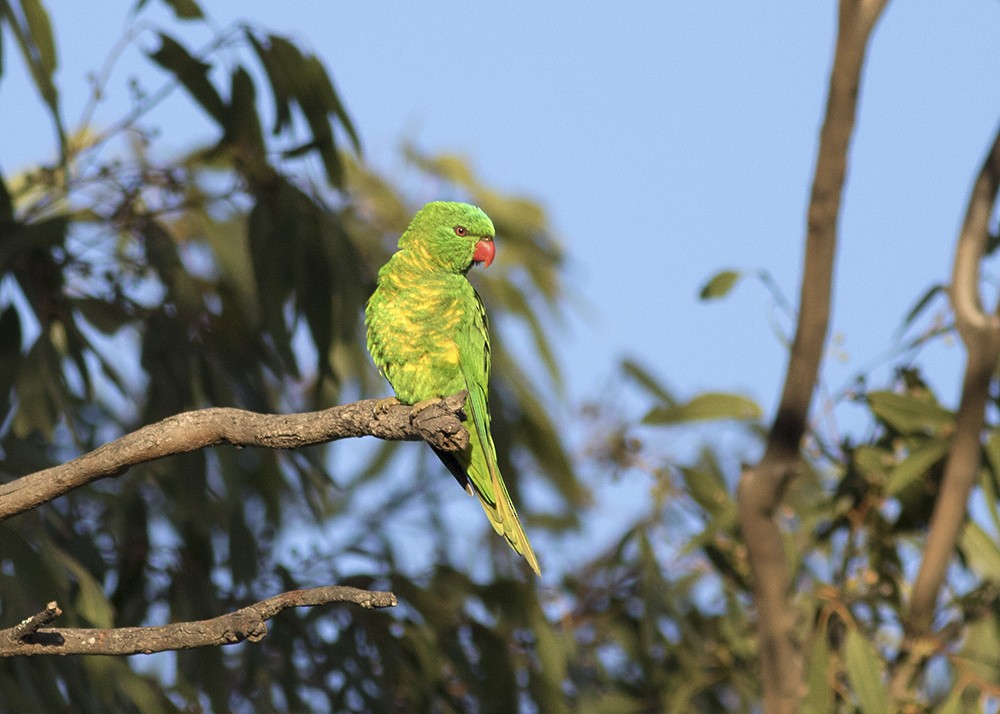 Scaly-breasted Lorikeet - ML116983071