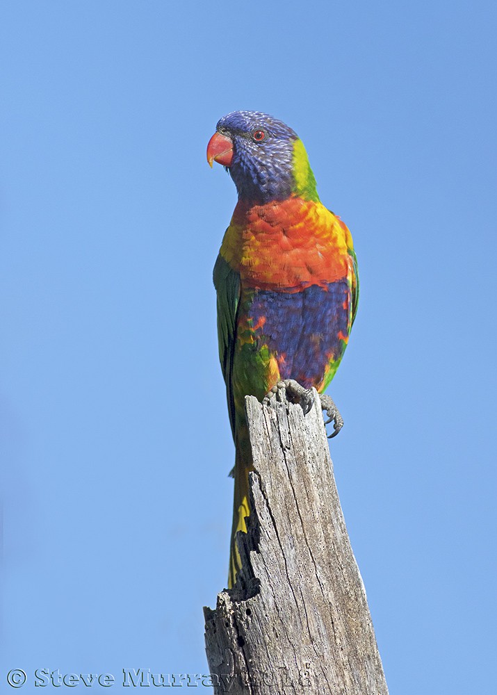 Rainbow Lorikeet - ML116983131