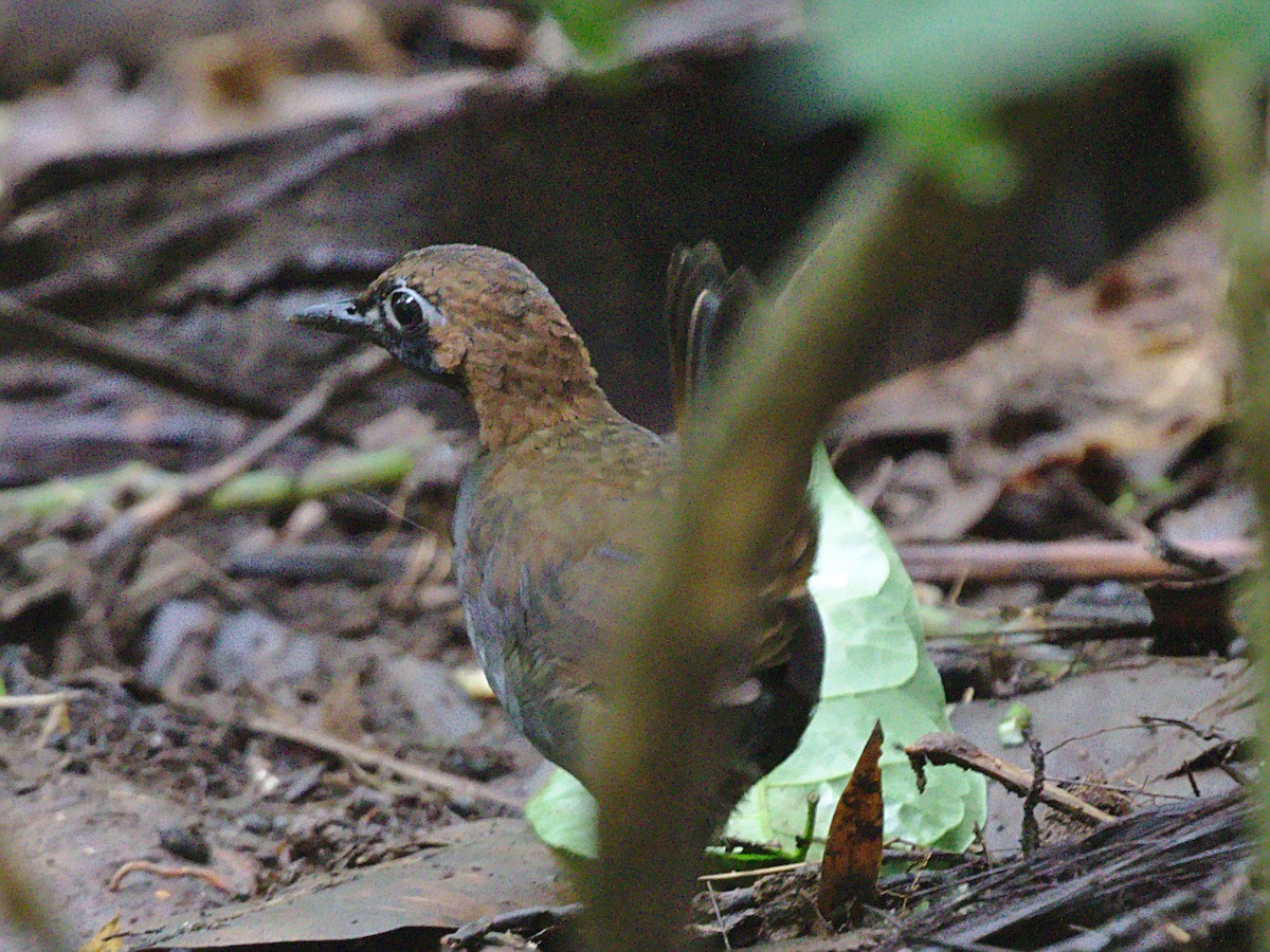 Black-faced Antthrush - Paul Farrell