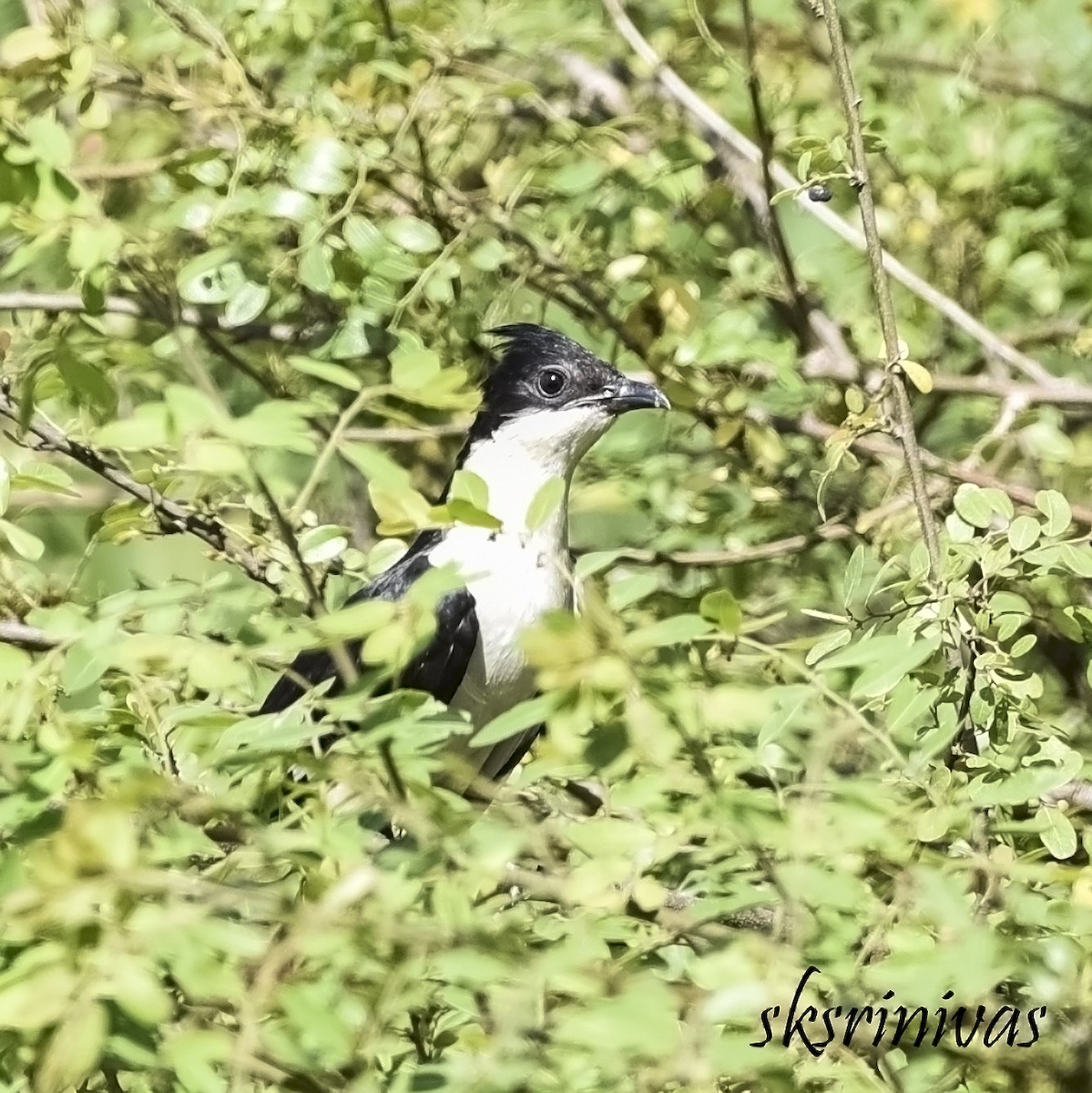 קוקיה עקודה - ML116987091