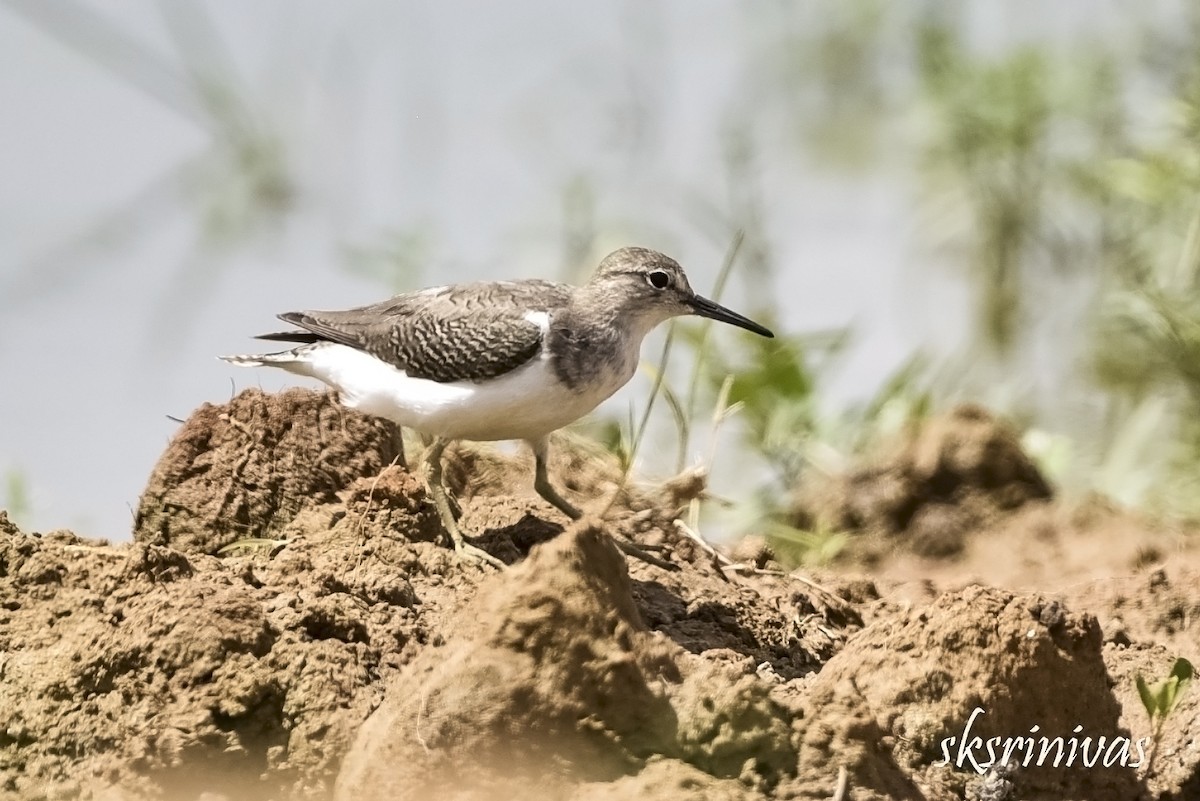 ביצנית לבנת-בטן - ML116987221