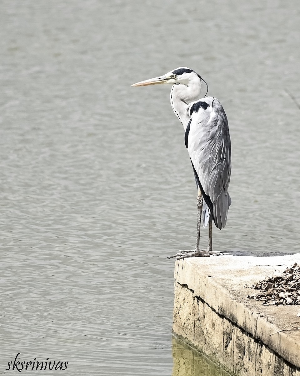 אנפה אפורה - ML116987701