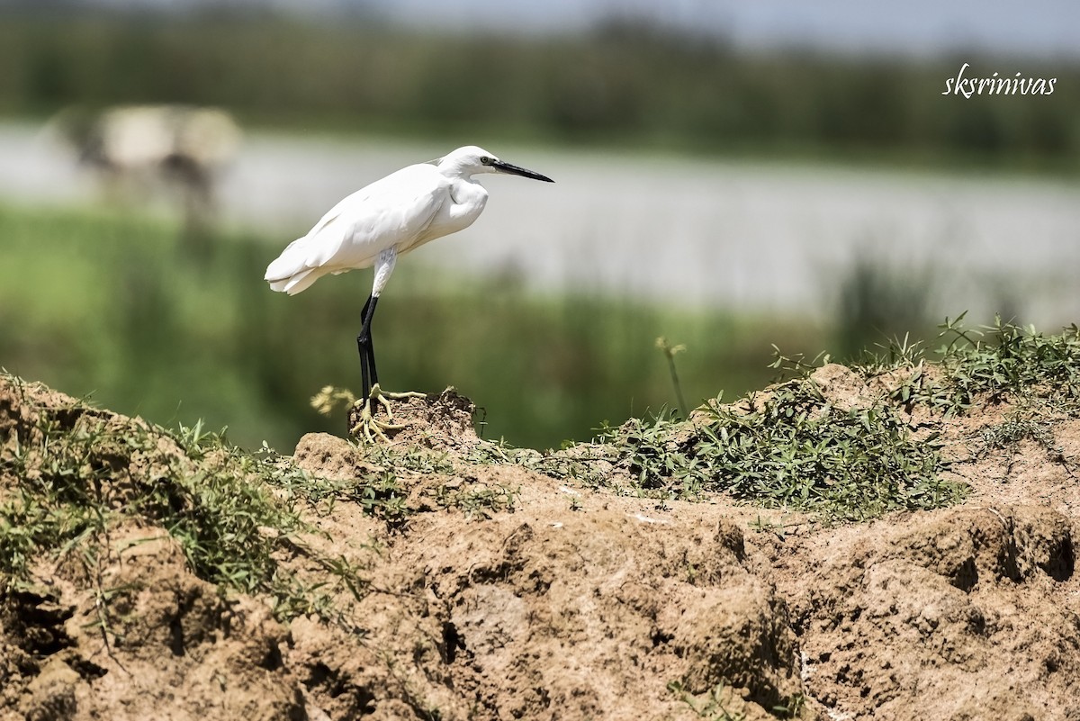 לבנית קטנה - ML116987781